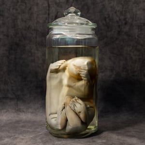 Image of Baby Beaver Wet Specimen 002