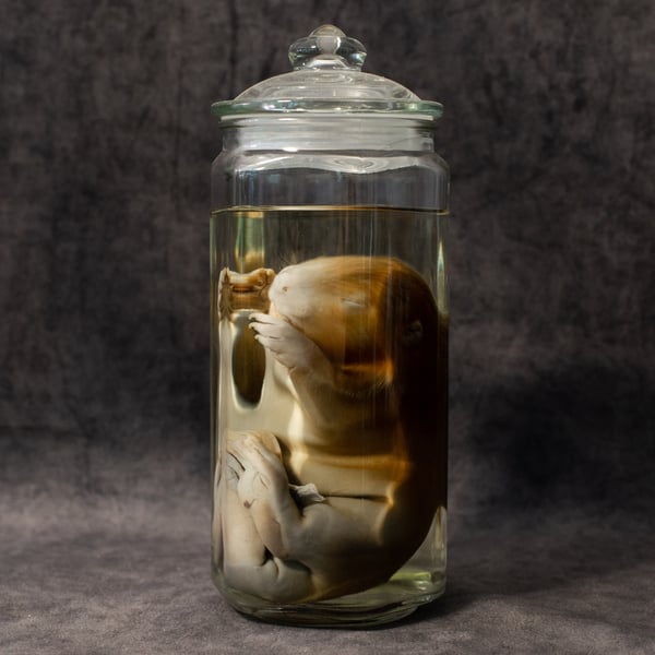 Image of Baby Beaver Wet Specimen 002