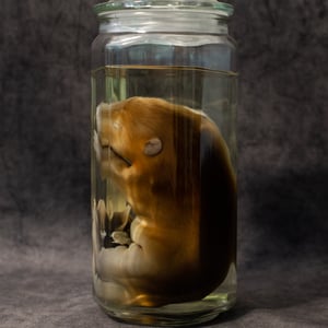 Image of Baby Beaver Wet Specimen 002