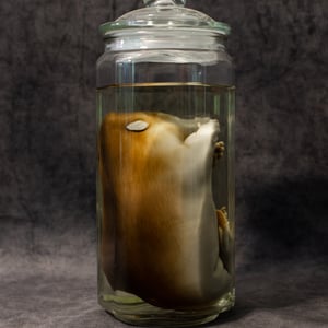 Image of Baby Beaver Wet Specimen 002