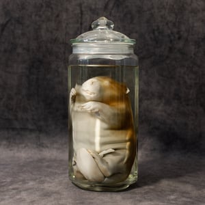 Image of Baby Beaver Wet Specimen 002