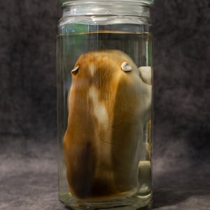 Image of Baby Beaver Wet Specimen 003