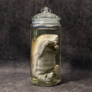 Image of Baby Beaver Wet Specimen 003