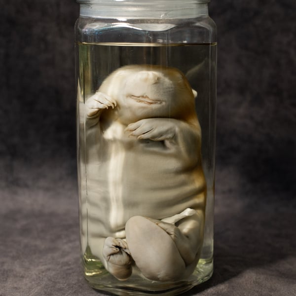 Image of Baby Beaver Wet Specimen 003