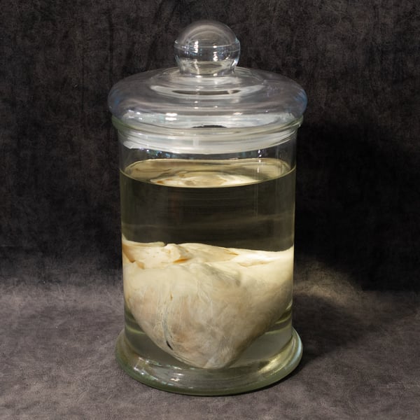 Image of Female Lion Heart Wet Specimen