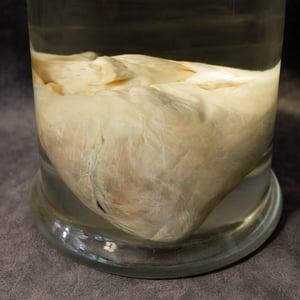 Image of Female Lion Heart Wet Specimen