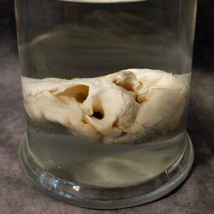 Image of Female Lion Heart Wet Specimen