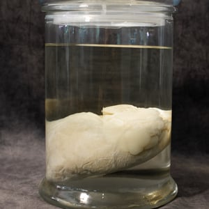 Image of Female Lion Heart Wet Specimen