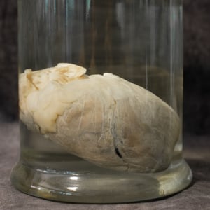 Image of Female Lion Heart Wet Specimen