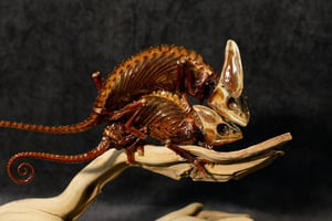 Image of Mummified Veiled Chameleon (Male and Female) 02