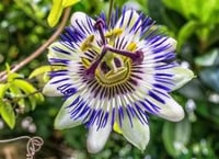 Image 2 of PASSION FLOWER