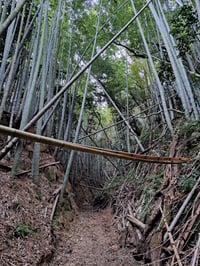 Image 2 of Bamboo Forest - Weekly 30 Photo Print Party