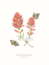 Image 1 of Wildflower Series: Giant Red Indian Painbrush and Monarch Butterflies | Fine Art Print