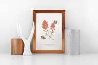 Image 4 of Wildflower Series: Giant Red Indian Painbrush and Monarch Butterflies | Fine Art Print