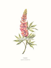 Image 1 of Wildflower Series: Pink Lupine | Fine Art Print