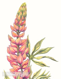 Image 3 of Wildflower Series: Pink Lupine | Fine Art Print