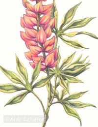 Image 4 of Wildflower Series: Pink Lupine | Fine Art Print