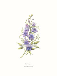 Image 1 of Wildflower Series: Purple Larkspur | Fine Art Print