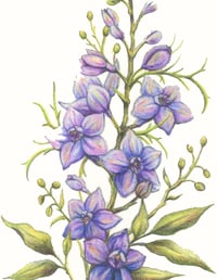 Image 3 of Wildflower Series: Purple Larkspur | Fine Art Print