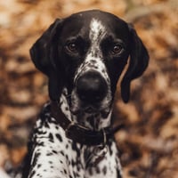 Image 15 of Bespoke Pet Portrait (5"x7") (8"x10")