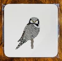 Hawk Owl Coaster