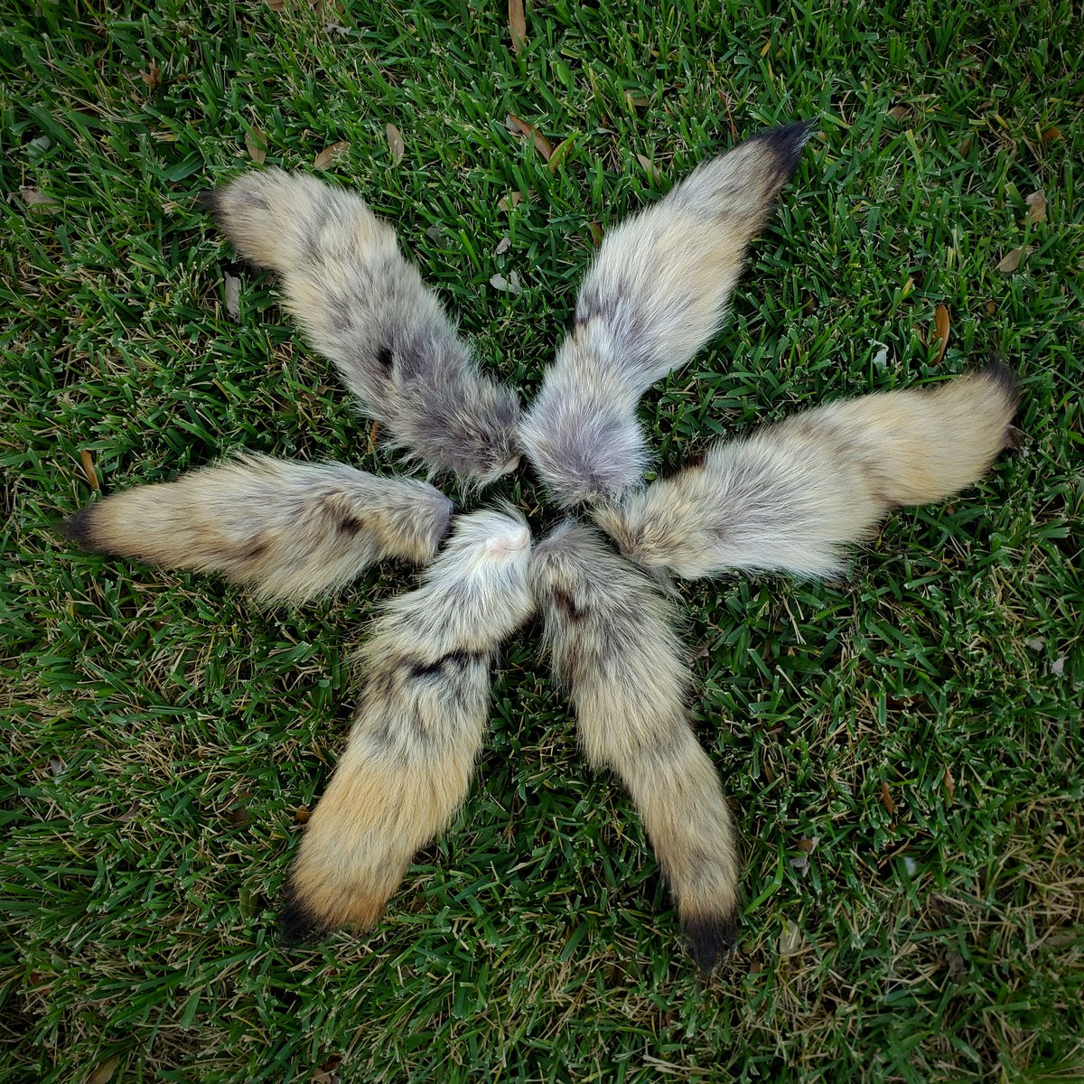 Image of Scrap Coyote Tails