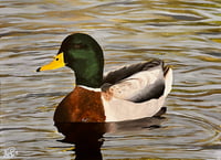 Mallard Acrylic Painting