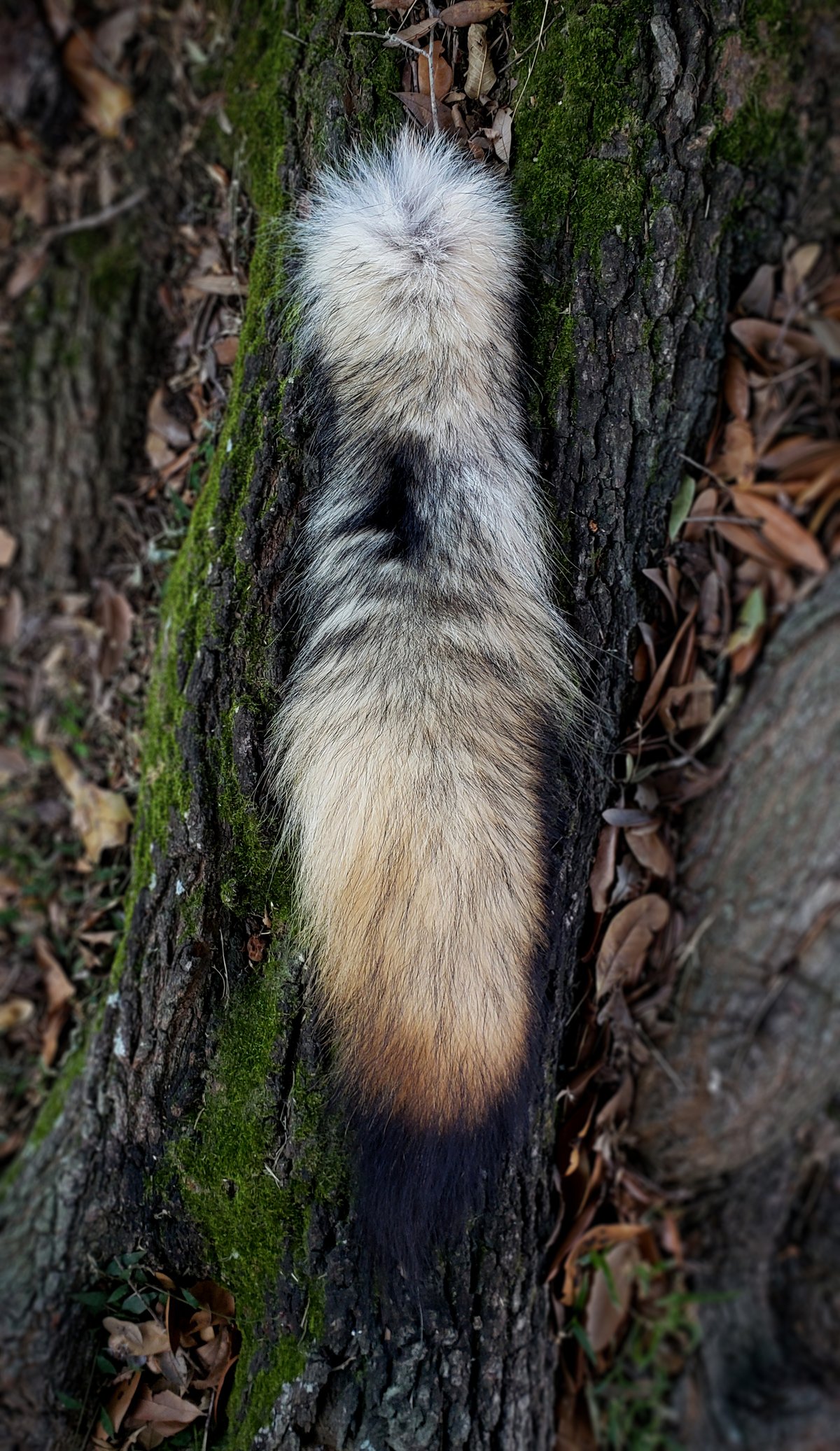 Image of Real Wolf Tail