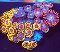 Mixed Zoas #13