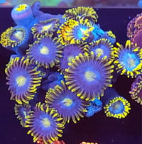 Mixed Zoas #14