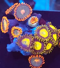 Mixed Zoas #15