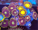 Mixed Zoas #12