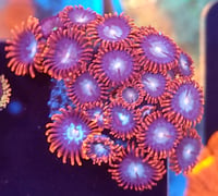 Spiderman zoas