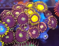 Image 1 of Mixed Zoas #12