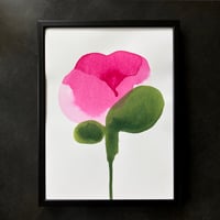 Pivoine