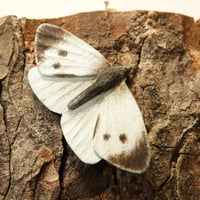 Image 5 of Large White (Cabbage White)