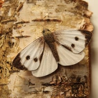 Image 10 of Large White (Cabbage White)