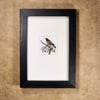 American Robin - framed original