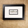 Rainbow Trout - framed original