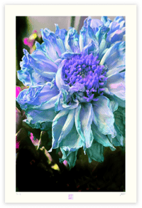 Image 1 of DEATH OF A BLUE DAHLIA (36X24)