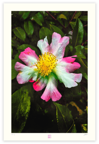 Image 1 of TECHNICOLOR FLOWER (36X24)