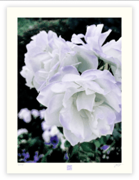 Image 1 of LAVENDER BLUE (24X18)