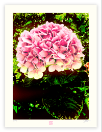 Image 1 of PINK BUBBLEGUM (24X18)
