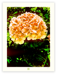 Image 1 of UNREAL HYDRANGEA (24X18)