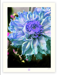 Image 1 of DEATH OF A BLUE DAHLIA (24X18)