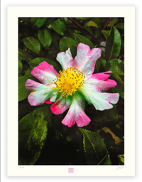 Image 1 of TECHNICOLOR FLOWER (24X18)