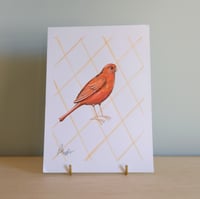 Image 1 of Original Painting - Red Factor Canary Bird