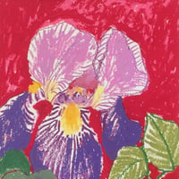 Image 2 of Iris fond rouge