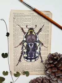 Image 2 of Life in Old Pages Insect n. 47 Brown Protaetia 