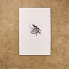 American Robin - matted print